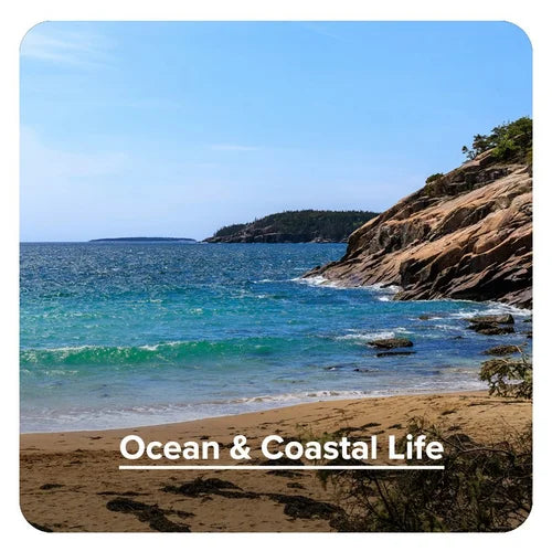 Ocean and coastal lola company